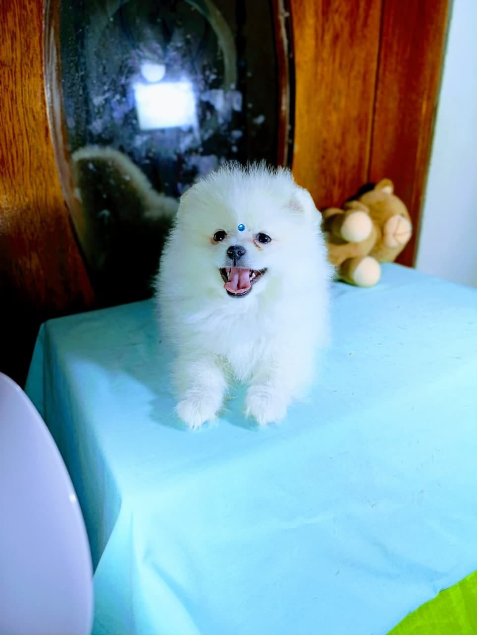 Cachorro Pomerania