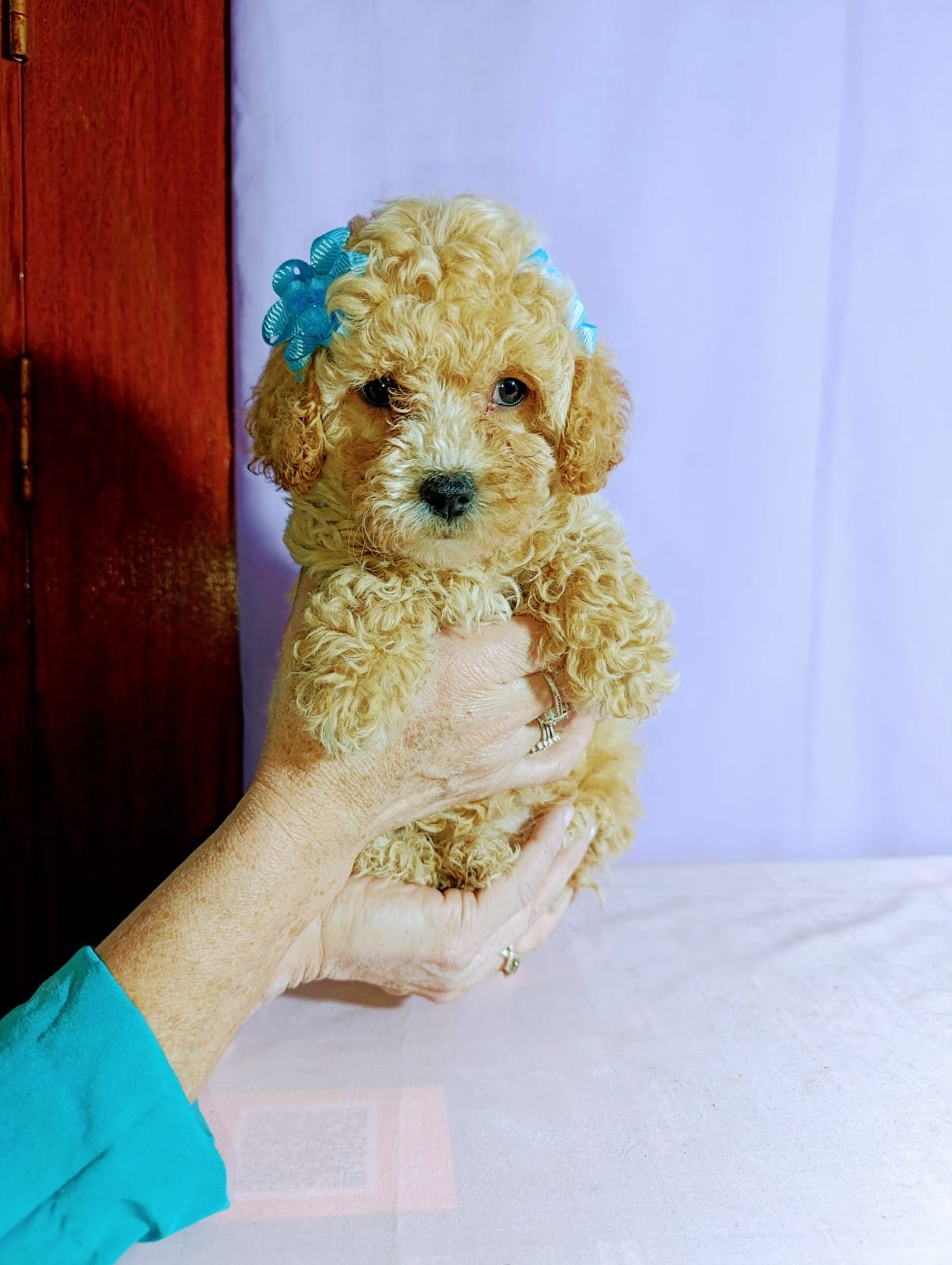 Cachorro Caniche