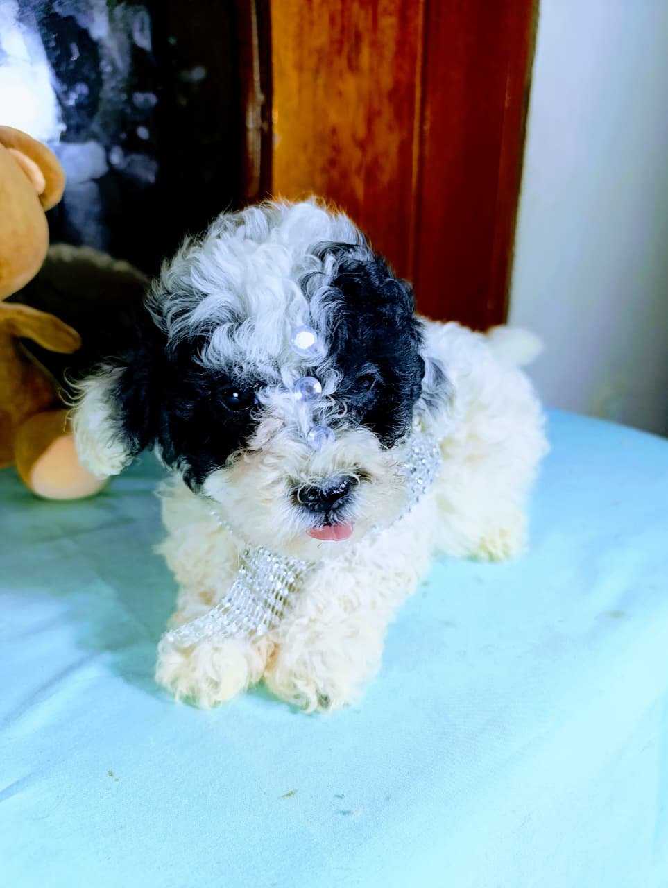Cachorro Caniche
