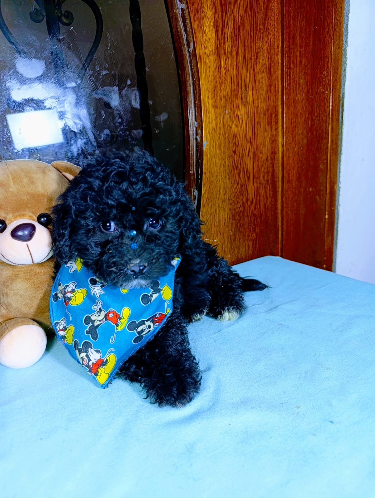 Cachorro Maltipoo