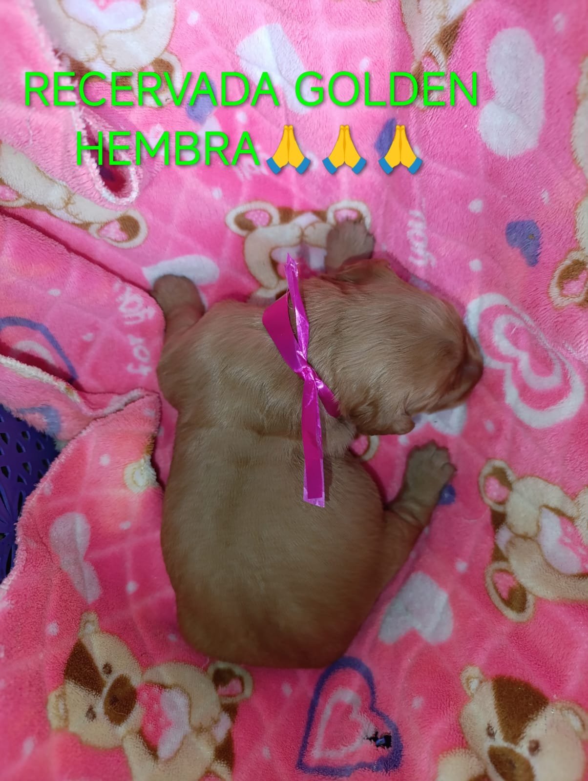 Testimonio de Golden  💜