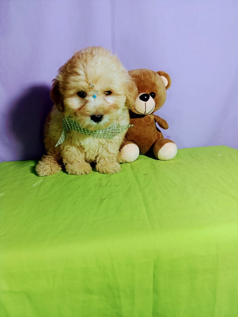 Cachorro Maltipoo